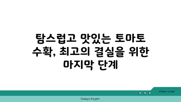 토마토 맛있게 키우는 비법| 텃밭부터 베란다까지 완벽 가이드 | 토마토 재배, 토마토 농사, 토마토 키우기, 토마토 관리