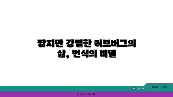 러브버그, 알고 보면 더 매력적인 5가지 사실 | 곤충, 사랑, 번식, 자연, 호기심