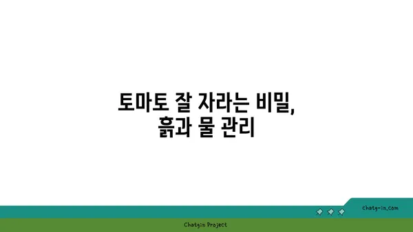 가정에서 토마토 풍년을 위한 꿀팁| 성공적인 재배 가이드 | 토마토, 재배, 팁, 가정 재배