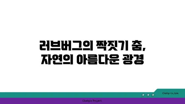 러브버그, 알고 보면 더 매력적인 5가지 사실 | 곤충, 사랑, 번식, 자연, 호기심