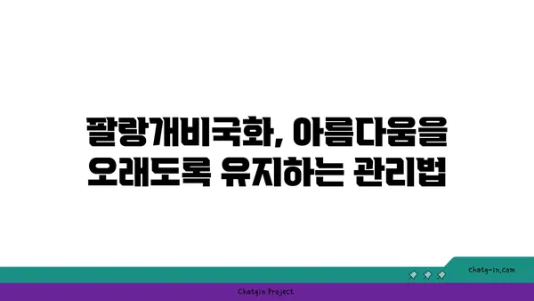 팔랑개비국화의 매력에 빠지다| 종류별 특징과 관리법 | 팔랑개비국화, 꽃말, 키우기, 종류