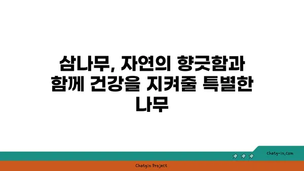 삼나무의 매력, 5가지 장점과 활용법 | 삼나무 효능, 나무, 특징, 종류, 가구, 건축, 향균