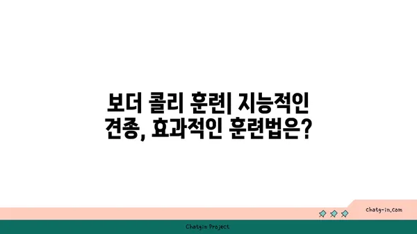 보더 콜리 완벽 가이드| 성격, 훈련, 건강, 그리고 당신에게 맞는지 알아보세요 | 견종, 강아지, 반려견, 훈련 팁