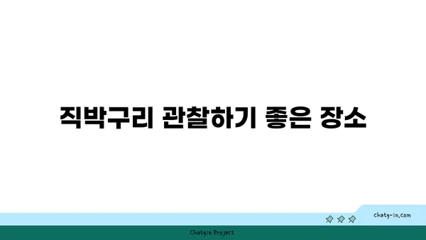 직박구리 관찰 가이드| 생태, 서식지, 그리고 특징 | 조류 관찰, 야생 동물, 한국 조류