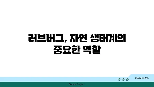 러브버그, 알고 보면 더 매력적인 5가지 사실 | 곤충, 사랑, 번식, 자연, 호기심