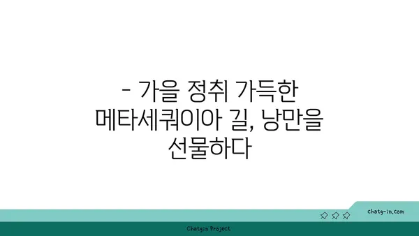 메타세쿼이아 길을 걷다| 가을 단풍 명소 추천 | 가을여행, 단풍, 가을, 아름다운 길, 추천