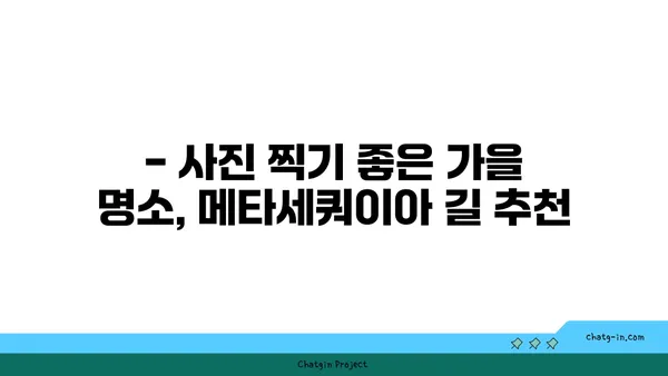 메타세쿼이아 길을 걷다| 가을 단풍 명소 추천 | 가을여행, 단풍, 가을, 아름다운 길, 추천