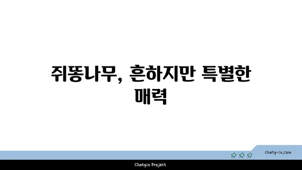 쥐똥나무의 매력, 그 숨겨진 가치를 알아보세요 | 쥐똥나무, 식물, 정원, 조경, 효능