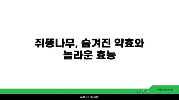 쥐똥나무의 매력, 그 숨겨진 가치를 알아보세요 | 쥐똥나무, 식물, 정원, 조경, 효능