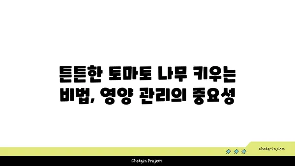 토마토 맛있게 키우는 비법| 텃밭부터 베란다까지 완벽 가이드 | 토마토 재배, 토마토 농사, 토마토 키우기, 토마토 관리