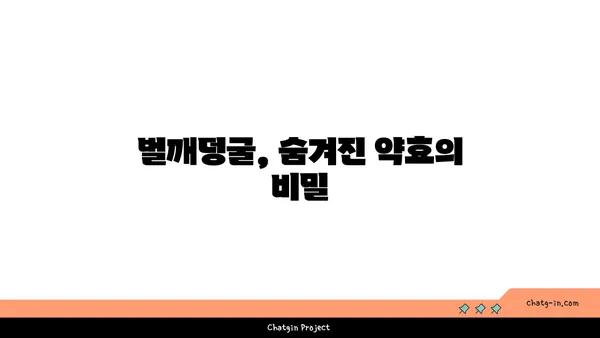 벌깨덩굴 효능과 활용법 | 약초, 민간요법, 벌깨덩굴 차, 벌깨덩굴 효능