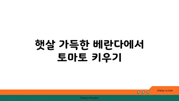 가정에서 토마토 풍년을 위한 꿀팁| 성공적인 재배 가이드 | 토마토, 재배, 팁, 가정 재배