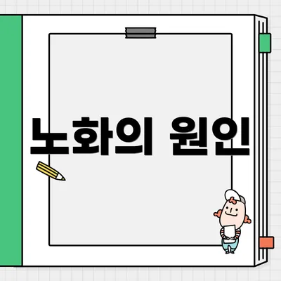 노화의 원인