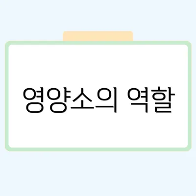영양소의 역할
